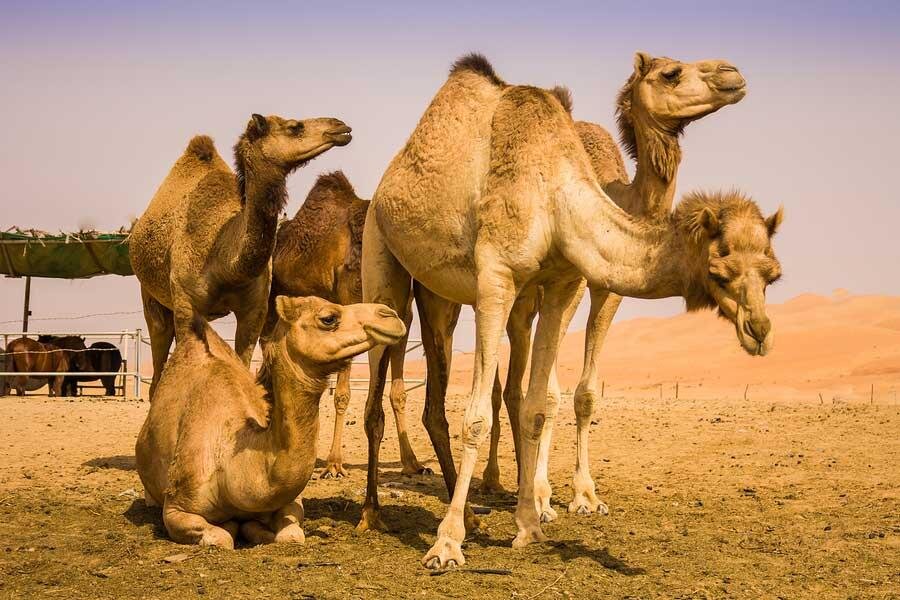 شیر شتر مفید است؟